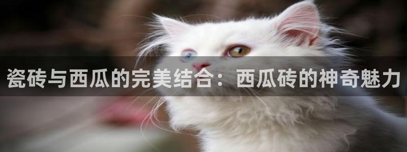 杏鑫平台代理怎么做的